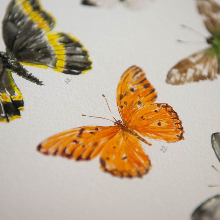 Lámina Mariposas de Chile