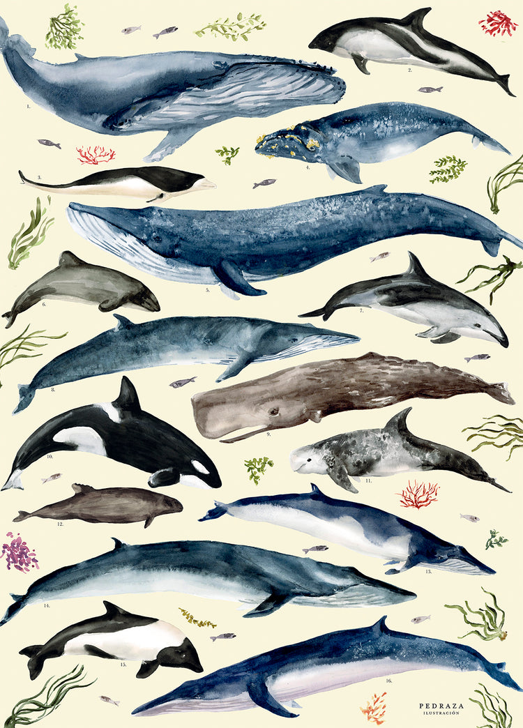 Pack 2 Puzzles ( Cetáceos de Chile + Mariposas y Escarabajo de Chile )