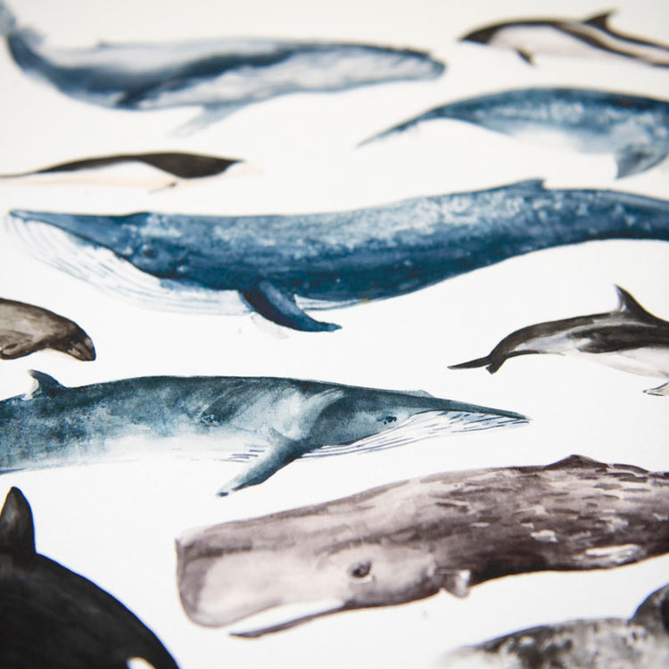 Lámina Cetáceos de Chile