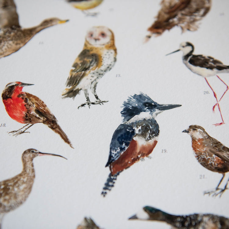 Lámina Aves de Chile