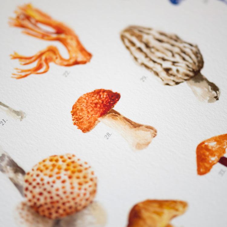 Lámina Hongos de Chile