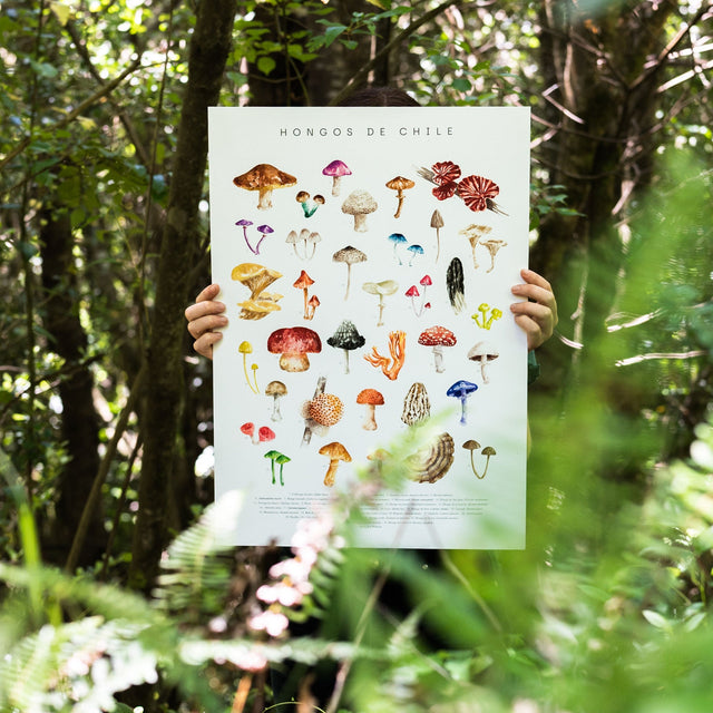 Lámina Hongos de Chile