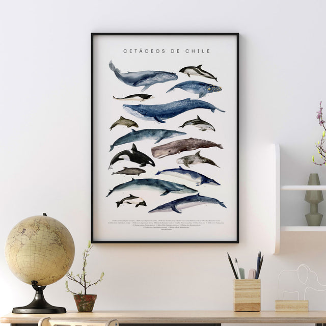 Lámina Cetáceos de Chile
