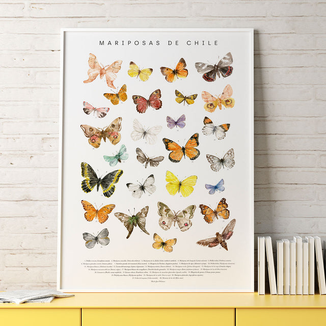Lámina Mariposas de Chile