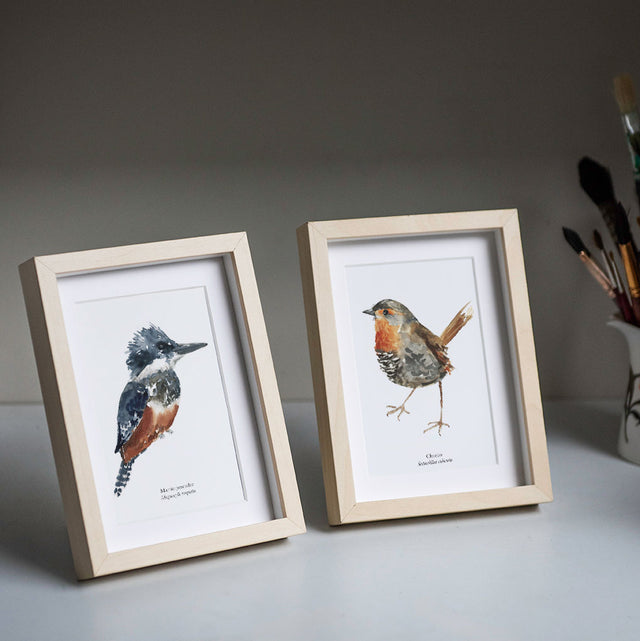 Pack 8 postales Aves de Chile