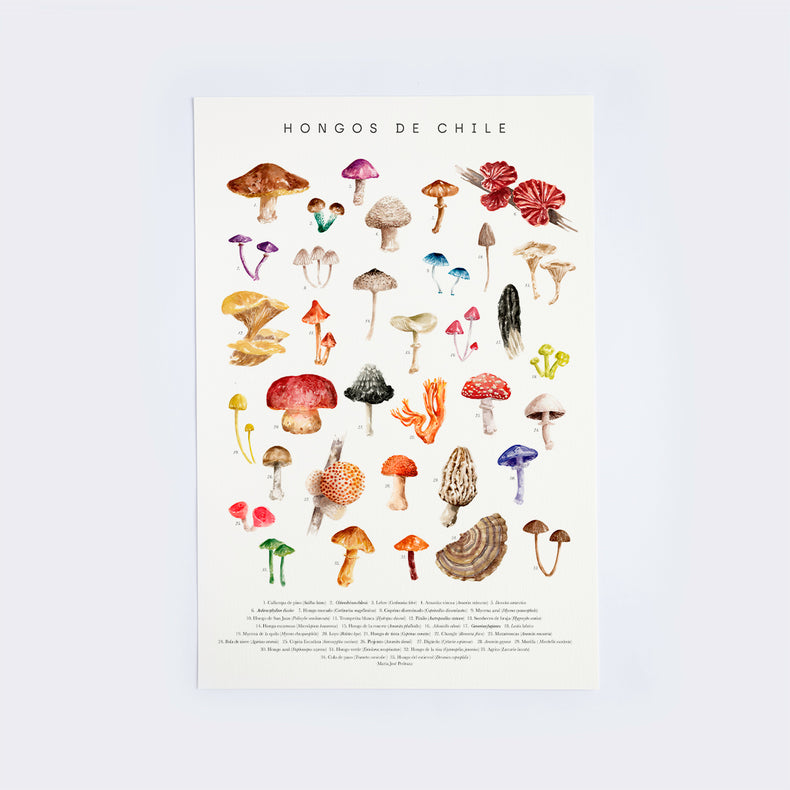 Lámina Hongos de Chile
