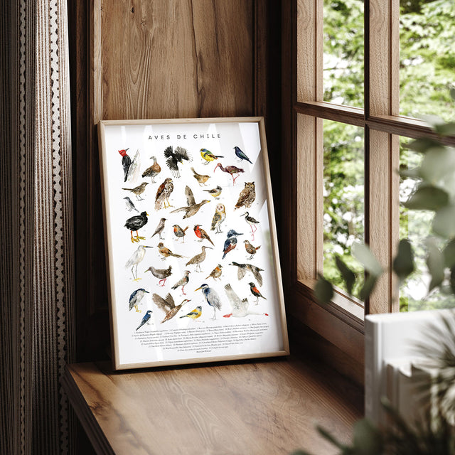 Pack Aves de Chile (Lamina, postales, pin)