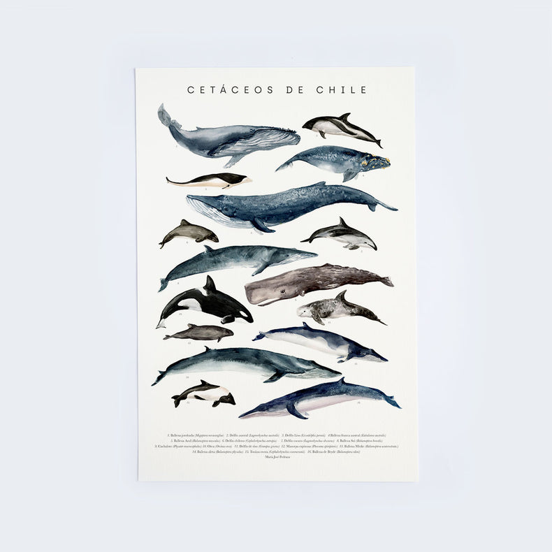 Lámina Cetáceos de Chile