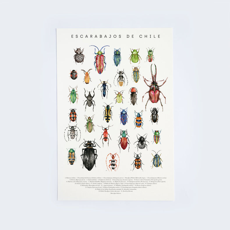 Lámina Escarabajos de Chile