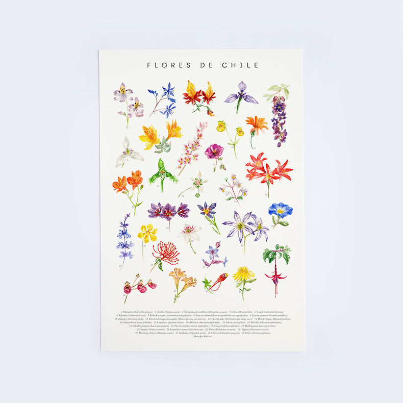 Lámina Flores de Chile