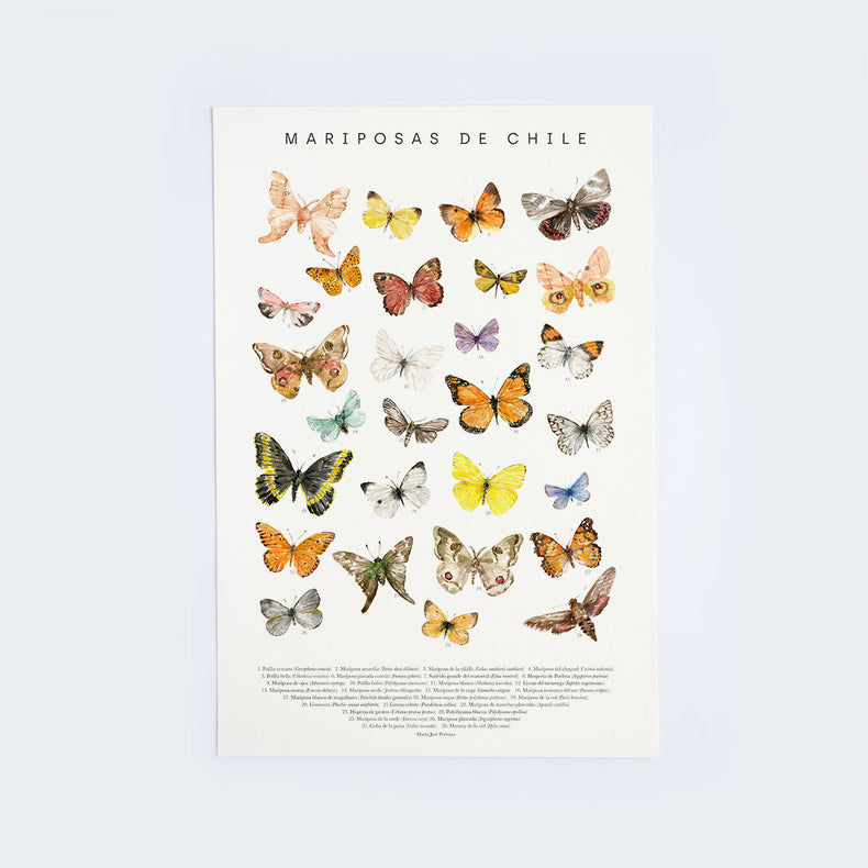 Lámina Mariposas de Chile