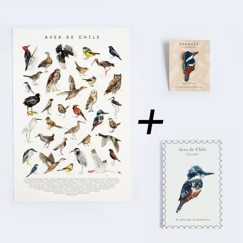 Pack Aves de Chile (Lamina, postales, pin)