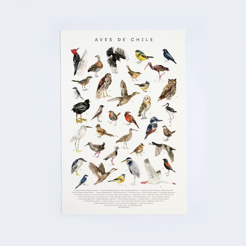 Lámina Aves de Chile