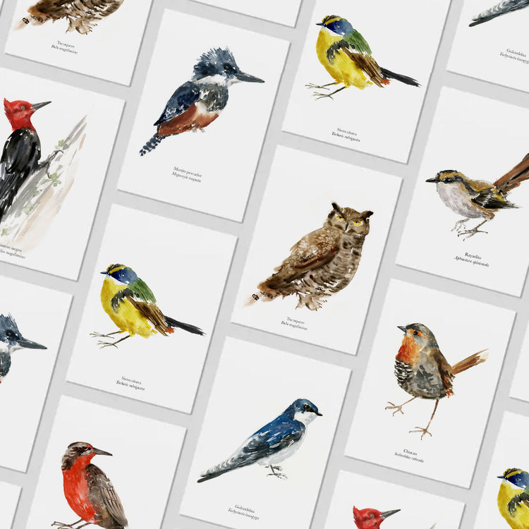 Pack 8 postales Aves de Chile