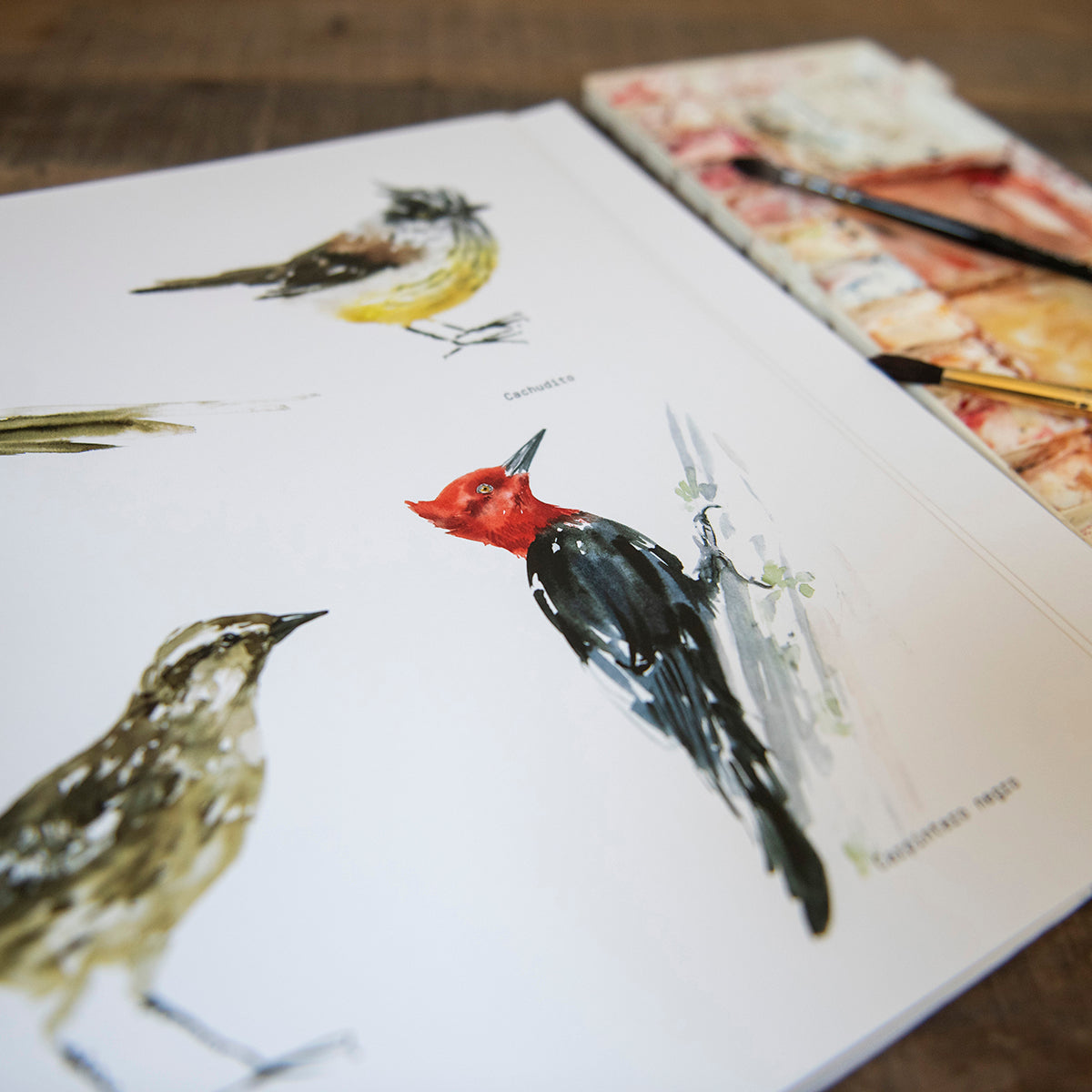 Libro para pintar  Aves de Chile