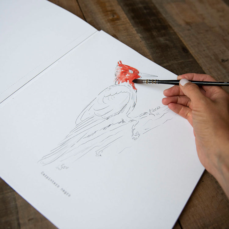 Libro para Colorear – Aves de Chile