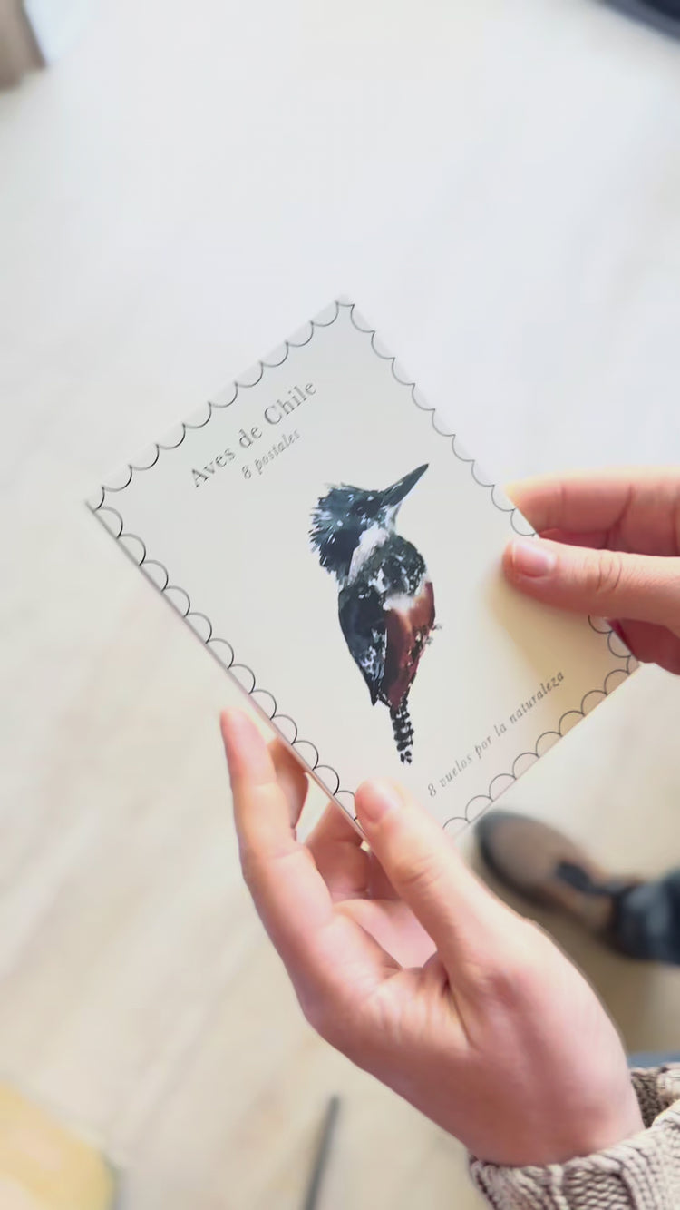 Pack 8 postales Aves de Chile