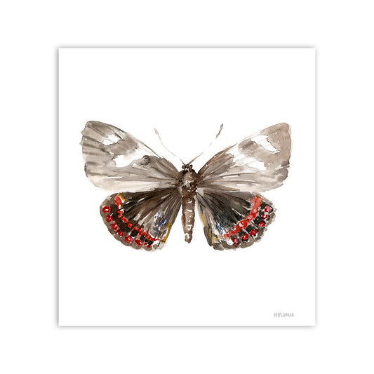 Mariposa del chagual (Castnia eudesmia)