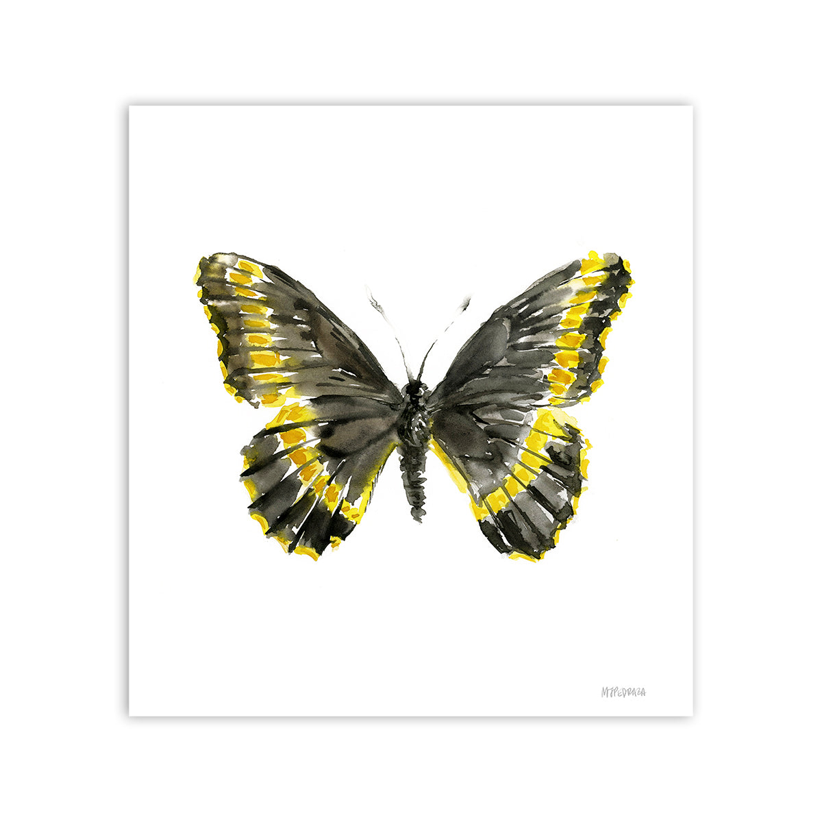 Mariposa negra (Battus polydamas psittacus)