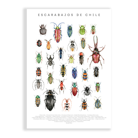 Lámina Escarabajos de Chile